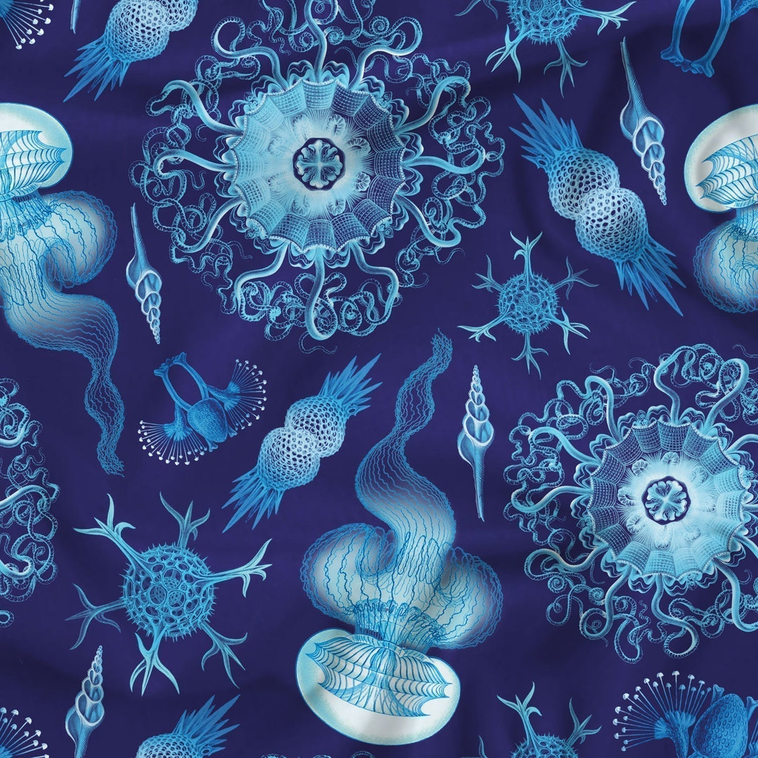 Ernst Haeckel – The Art of the Underwater World
